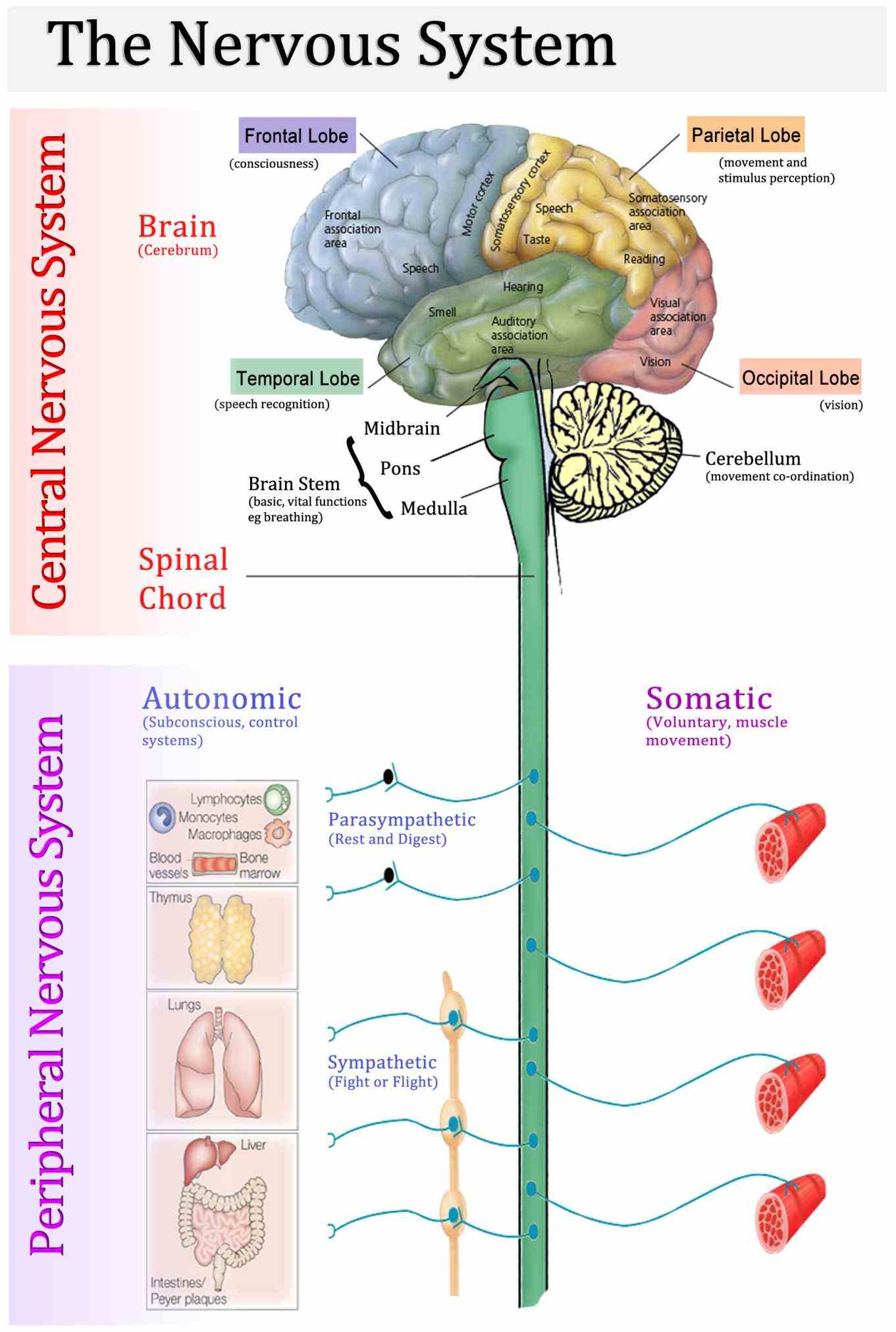 spinal cord it includes cranial nerves spinal  some Anatomy Of Peripheral Nervous System peripheral structures are incorporated into the