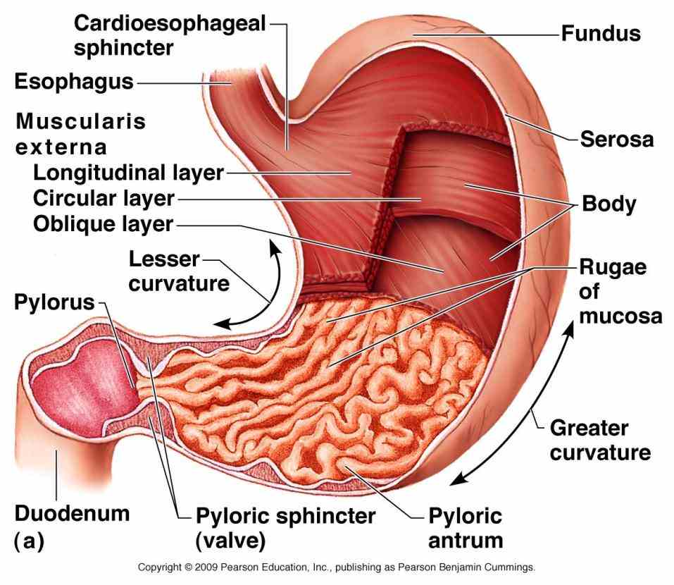 stomach in boundless open this diagram shows cardiac region fundus body and pylorus labeled Labeled Abdominal Gross Anatomy Pictures
