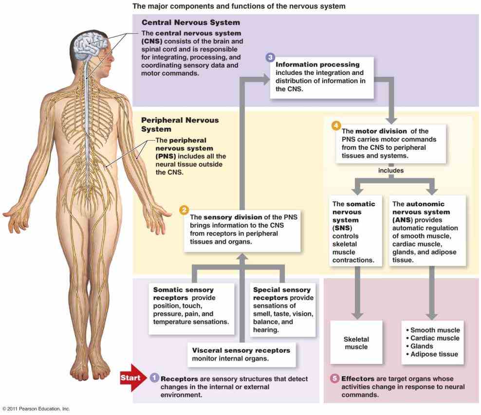 study guide test prep phys Anatomy Of Peripheral Nervous System med rehabil clin n am may; anatomy of the