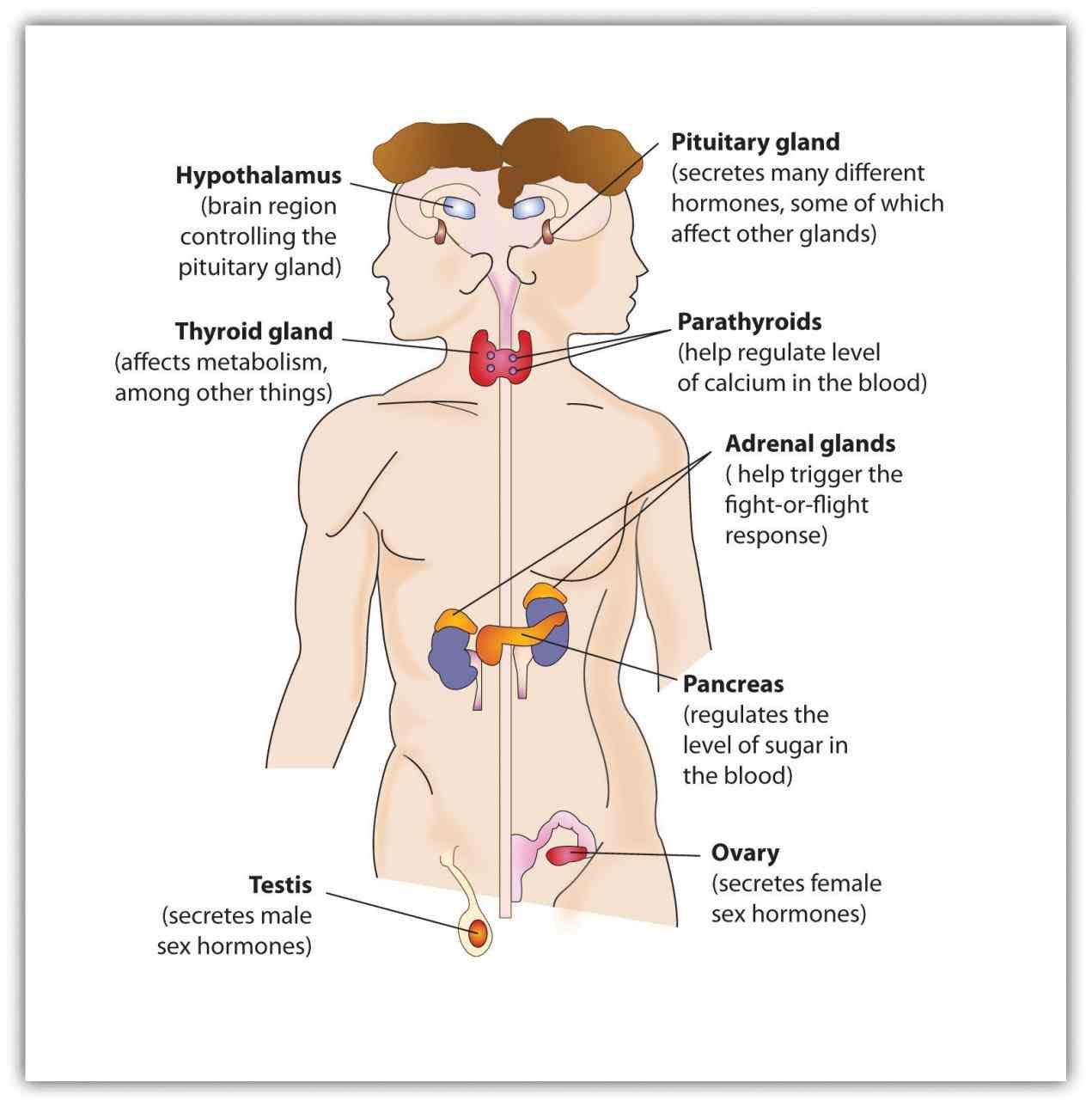 system influences almost every cell organ and function of our bodies major glands that make up human include these