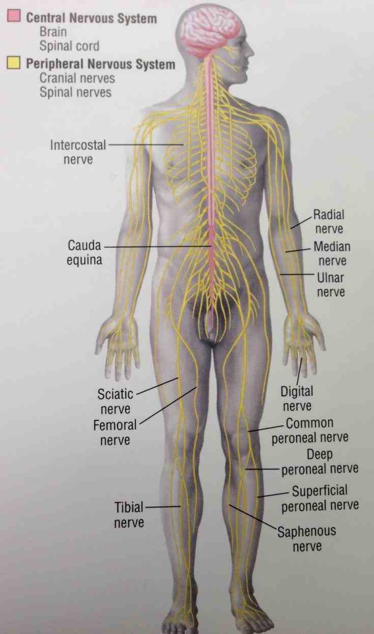 system learn topic now at kenhub the Anatomy Of Peripheral Nervous System human nervous system is very complex with