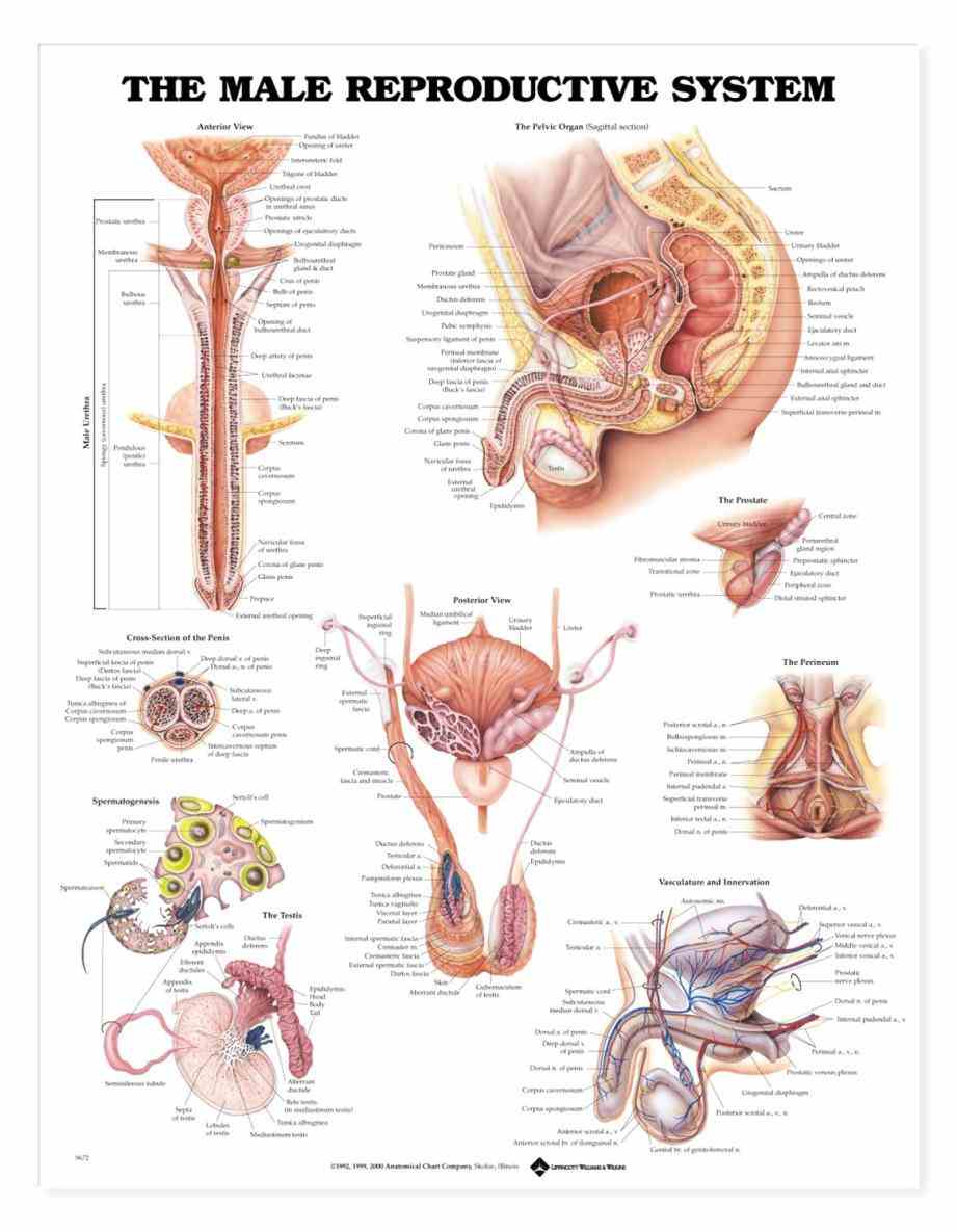 system the consists of a number sex organs that play role in process  the Anatomy Of Male Reproductive System