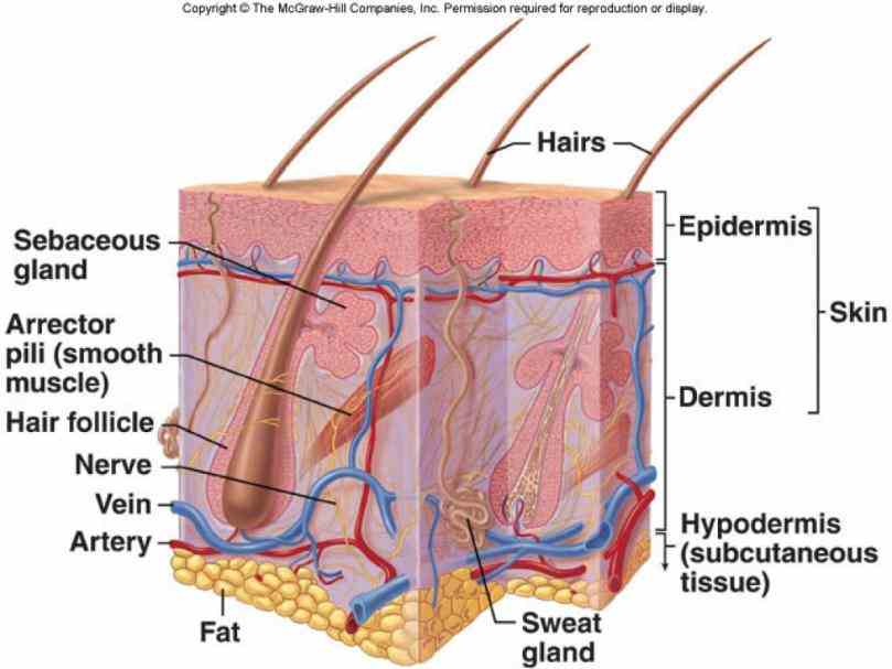 system you can buy on shutterstock explore quality art & more integumentary Pictures Of The Integumentary System Labeled system
