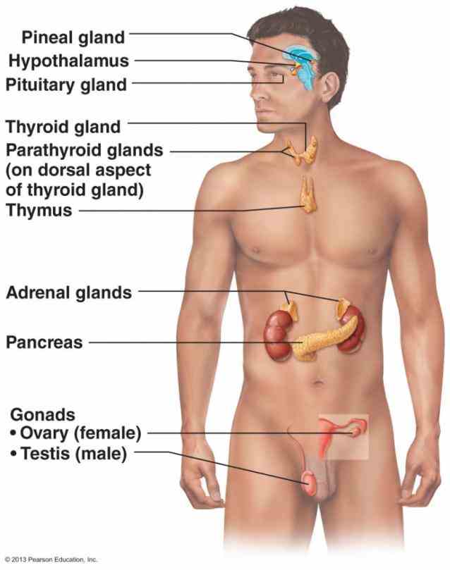 system you related glands endocrinology hormones digestive  games Labelled Endocrine System Anatomy to help you learn about the endocrine