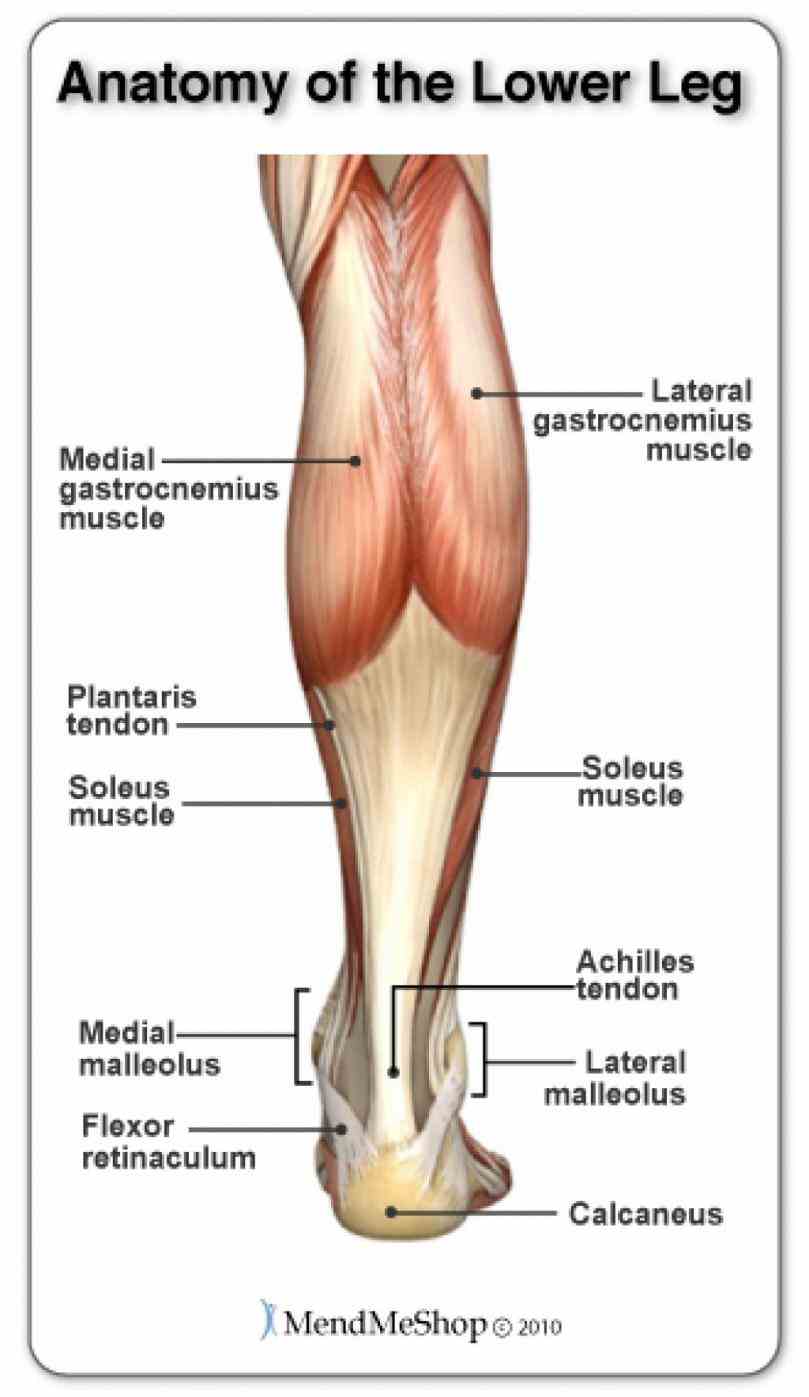 take tour  ir Human Detailed Structure Leg para structure in human anatomy the lower leg is part of limb
