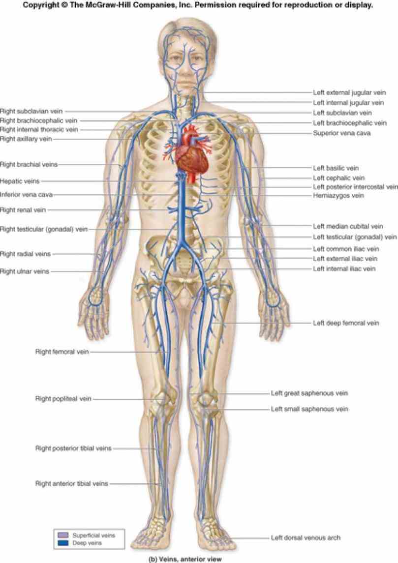 that deliver oxygenrich from heart to tissues of body each artery is a muscular tube lined  this Arteries And