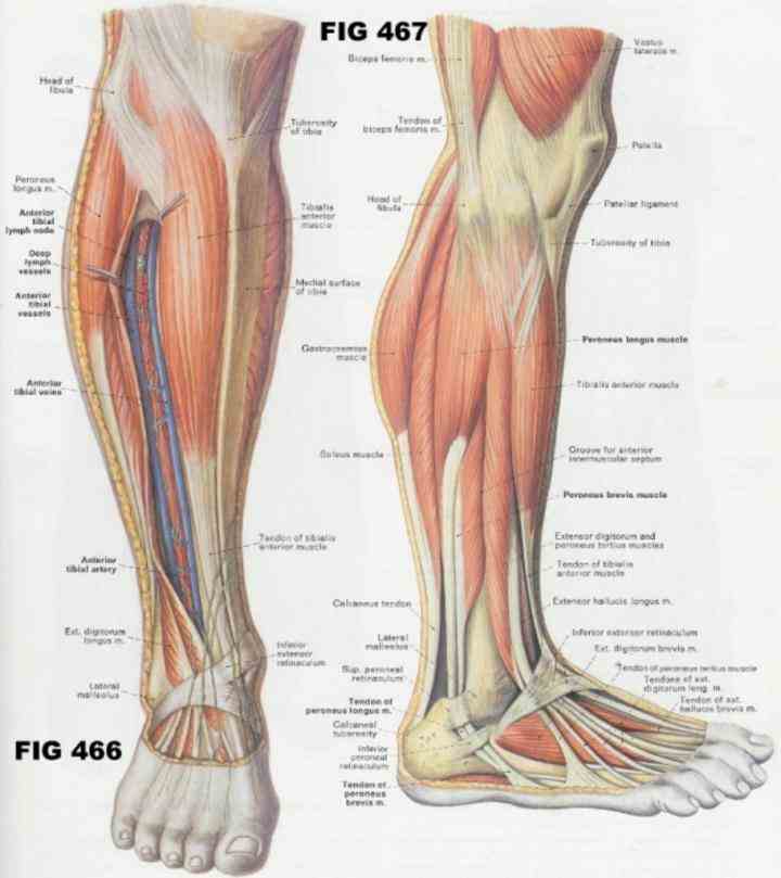 that lies from knee to ankle called crus or cnemis  from Human Detailed Structure Leg the large strong muscles