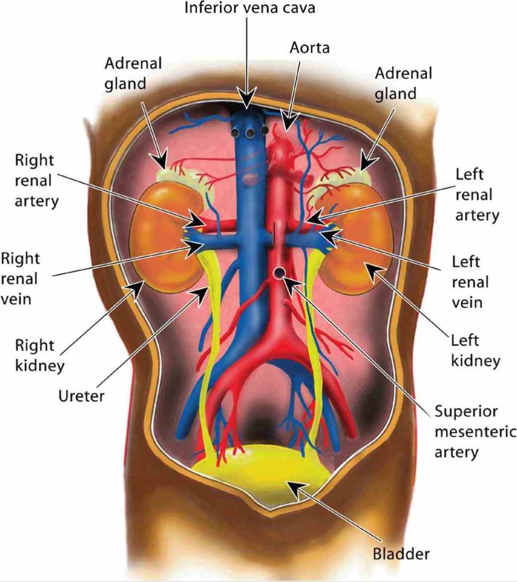 the Abdominal Viscera Located In The Retroperitoneum Include The viscera of abdomen proper include stomach intestine liver and