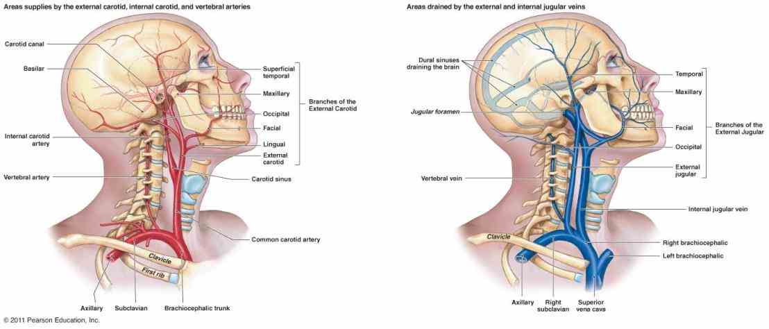 the Anatomy The Three Kinds Of Blood Vessels structure of different types blood vessels reflects their function or layers