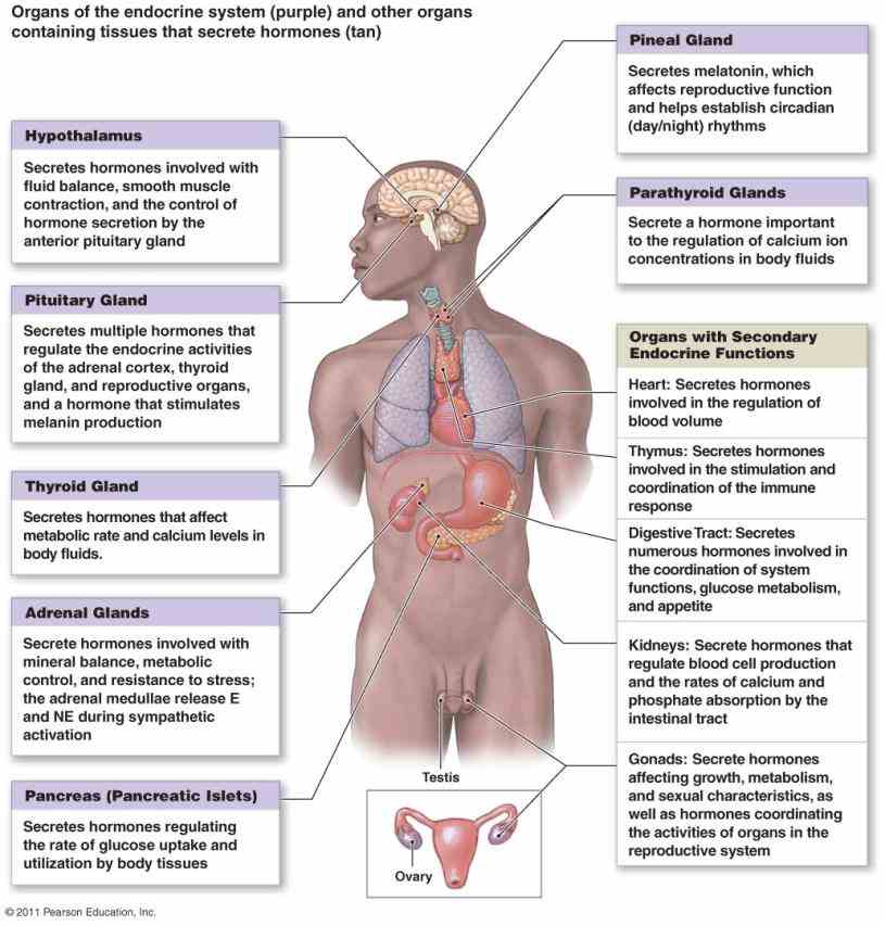 the Endocrine System Organs And Their Functions human endocrine system – explore anatomy of glands and their importance