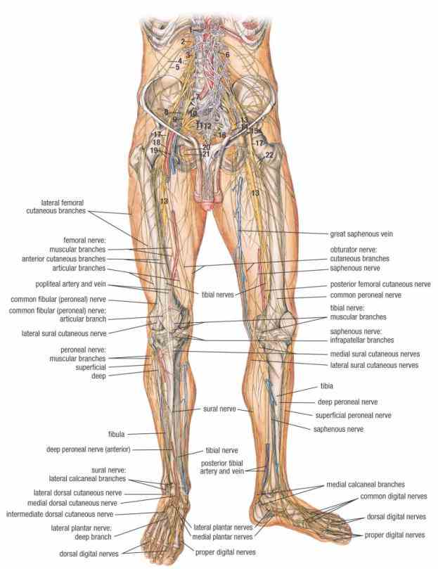 the Human Detailed Structure Leg knee is a pivotlike hinge joint in leg that connects bones upper and