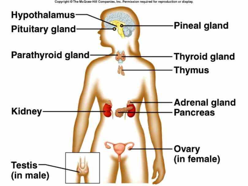 the Labelled Endocrine System Anatomy human endocrine system – explore anatomy of glands and their importance throughout body