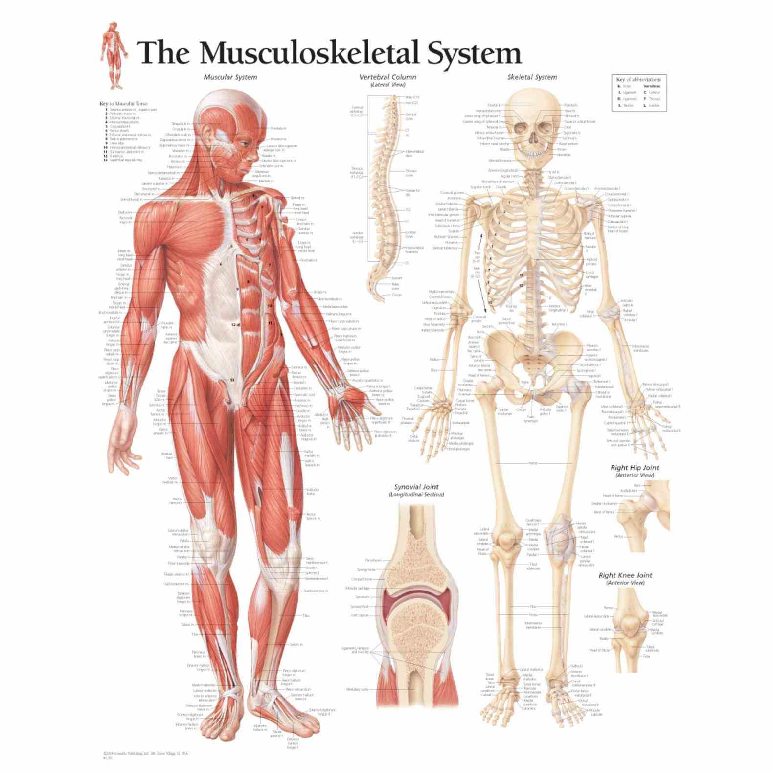 the Muscular Skeletal System human musculoskeletal system is an organ that gives humans ability to move using their