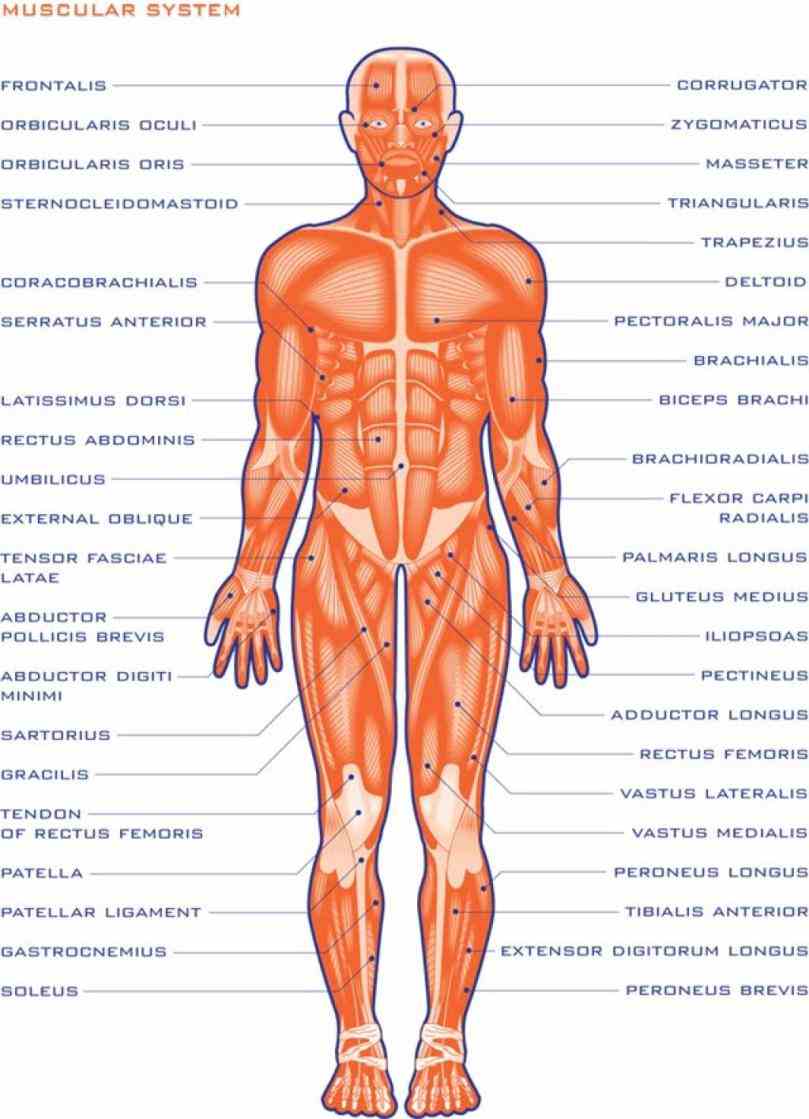 the Muscular System Human Anatomy muscular system is an organ consisting of skeletal smooth and cardiac muscles it permits