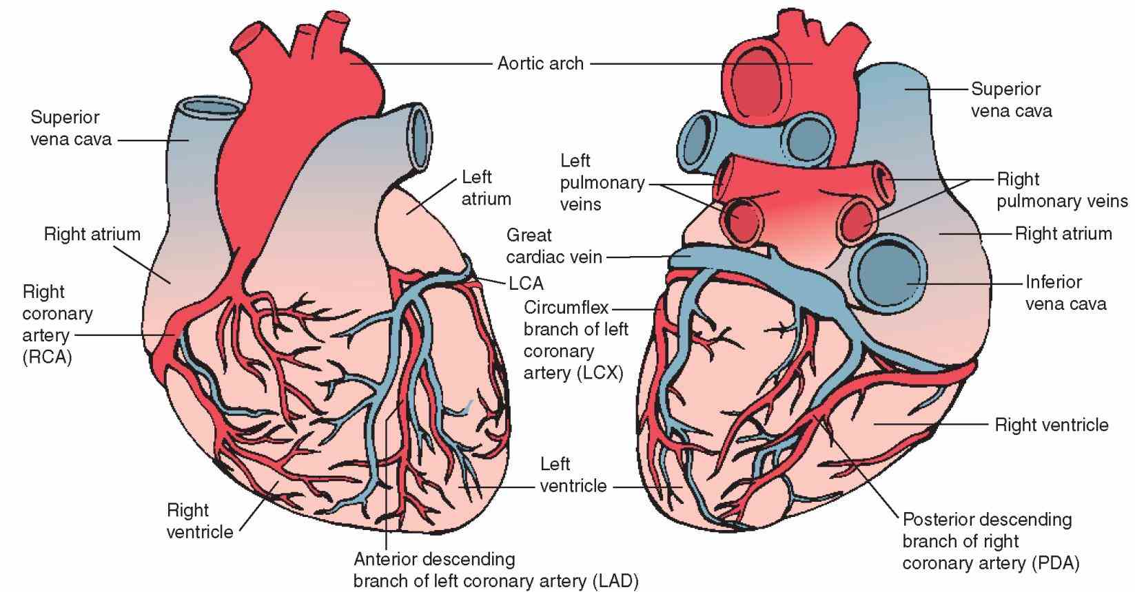 the anatomy of arteries atherosclerosis in heart brain or neck can lead to  this Arteries Of Heart With Diagram