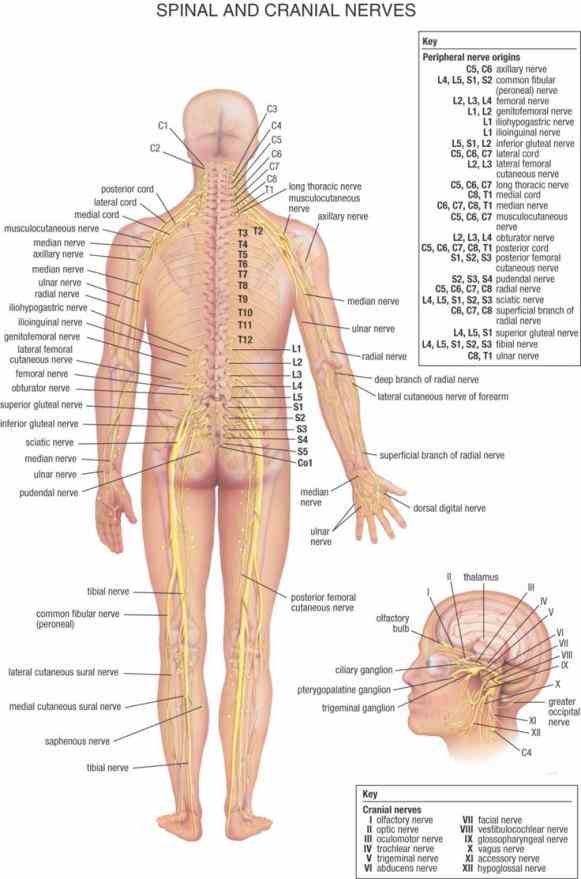 the anatomy spine and peripheral nervous system with glossary defined terms provided by boardcertified neurosurgeons peripheral Anatomy Of Peripheral