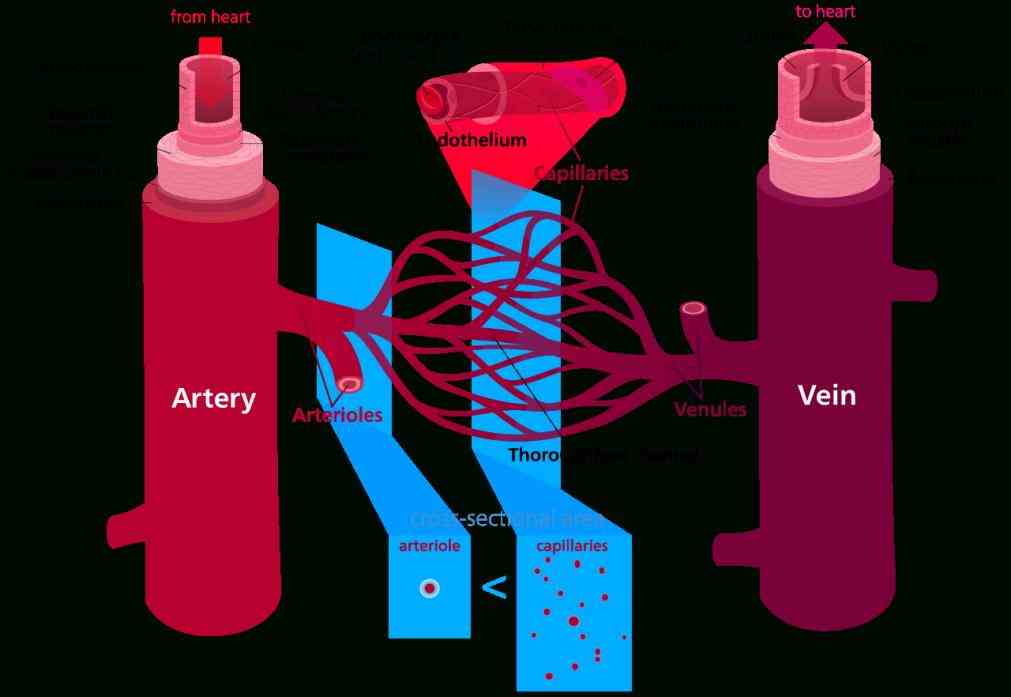 the circulatory system is bodys transportation superhighway as blood circulates through body it brings oxygen and nutrients to the 