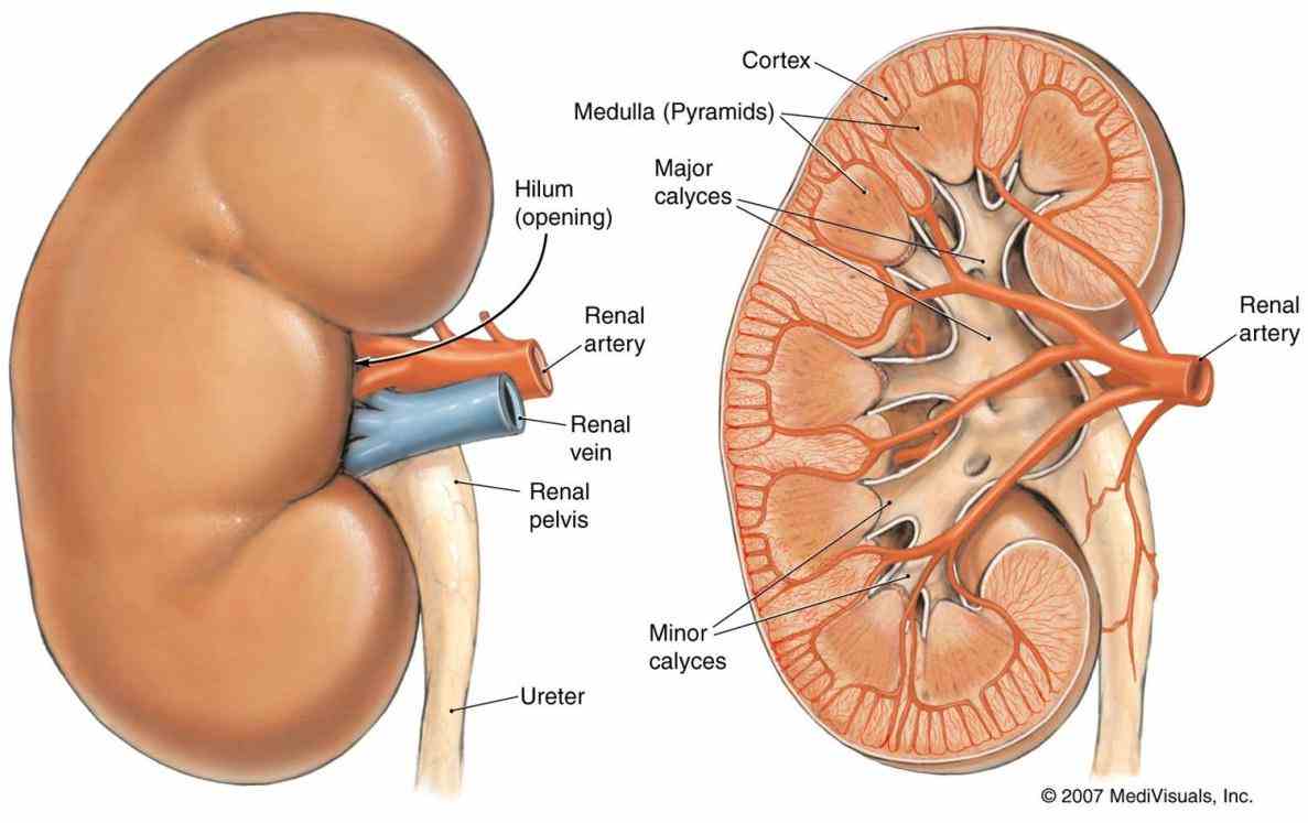 the excretory system this image shows one two beanshaped kidneys which lie behind intestines along posterior abdominal  detailed Anatomy