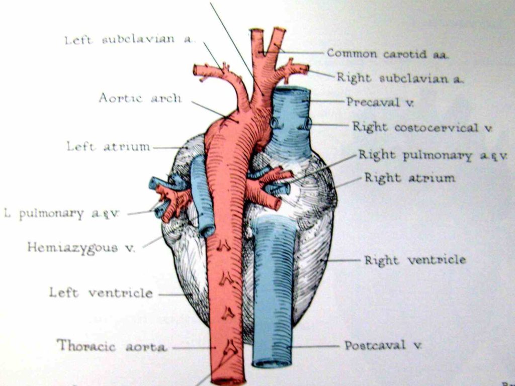 the great vessels of heart provide passage blood to and from arteries