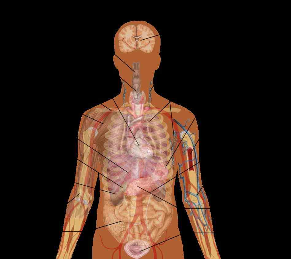 Location Of Human Body Organs | MedicineBTG.com