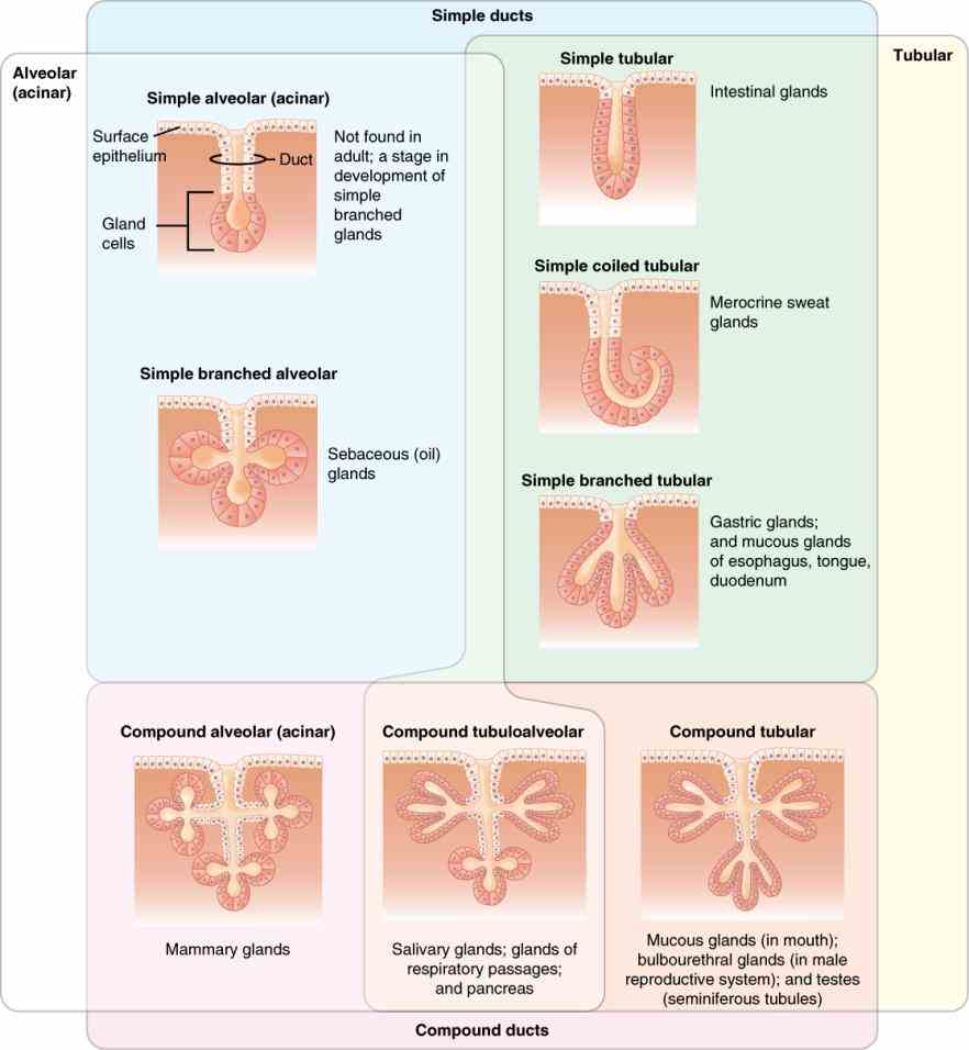 their shape epithelium tends to indicate an absorptive function microtubules connecting structural proteins enzymes this Epithelial Cell Function And