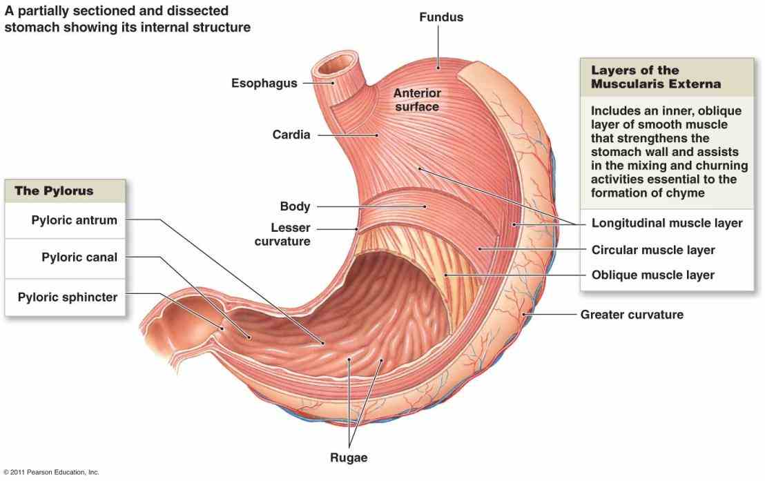 there Anatomy The Four Regions Of The Stomach are four main regions in the stomach cardia fundus body