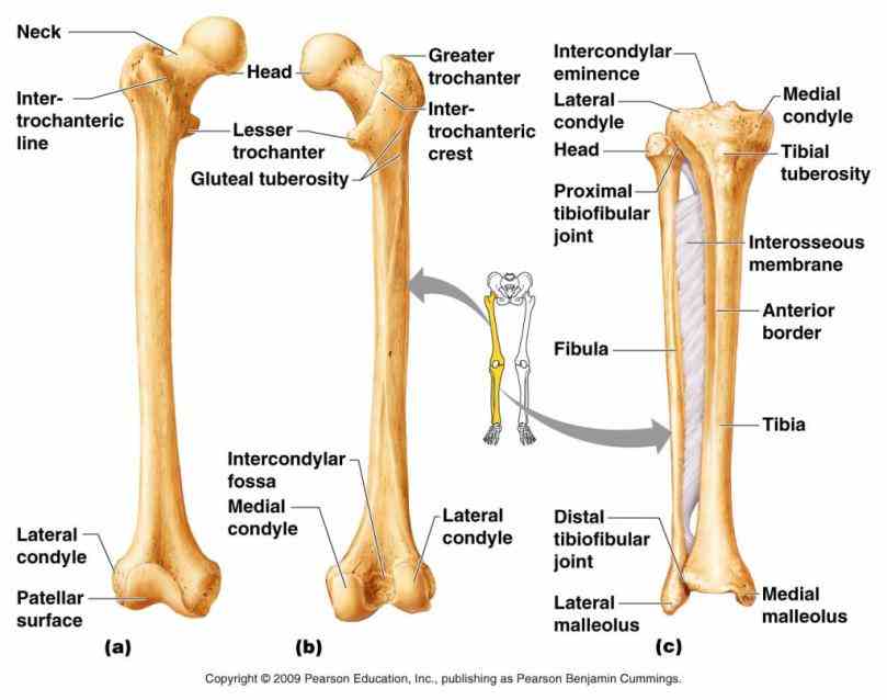 thigh bone is largest heaviest and strongest in human lower leg tibia bears most of bodys weight while fibula 