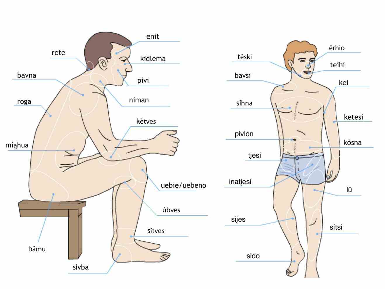 this External Part Of Human Body article contains a list of organs the human body there are approximately external