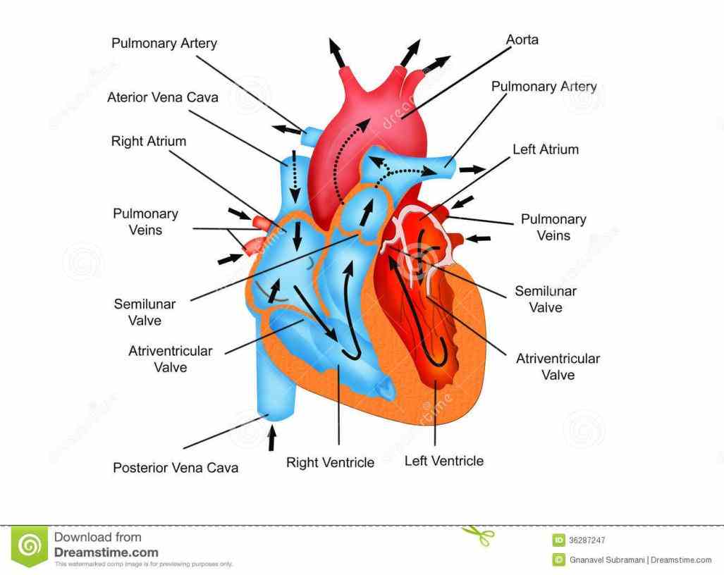 this Labeled Diagram Of The Heart And Blood Flow diagram shows how blood flows through a healthy heart left