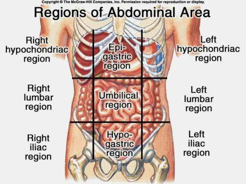 thought live with i dare say dont all about it! the Left Side Anatomy Of The Body left side