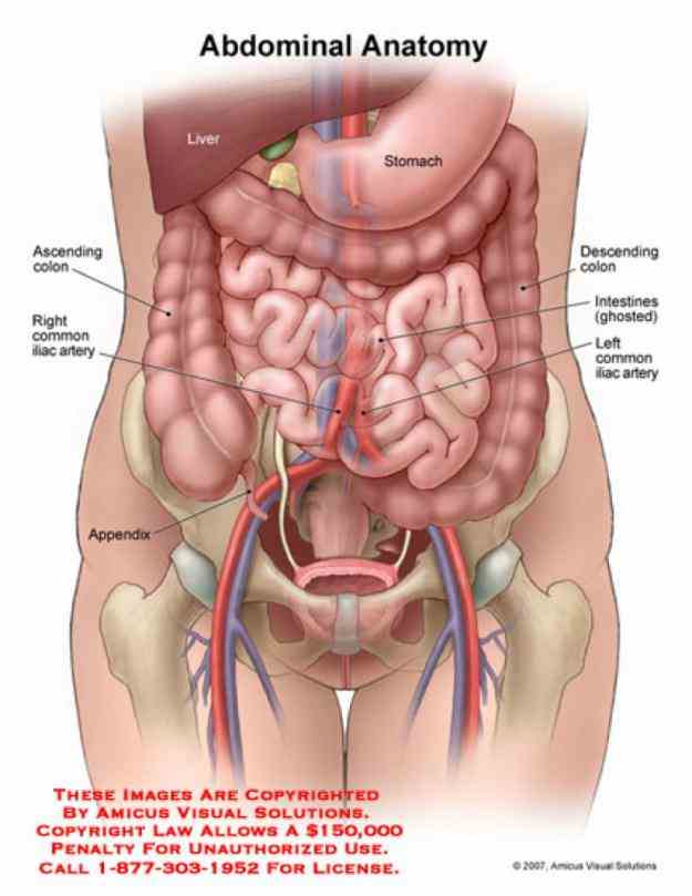 tiesworksjpg human organs which can be found beneath surface the Anatomy Of The Abdominal Area abdomen is area below