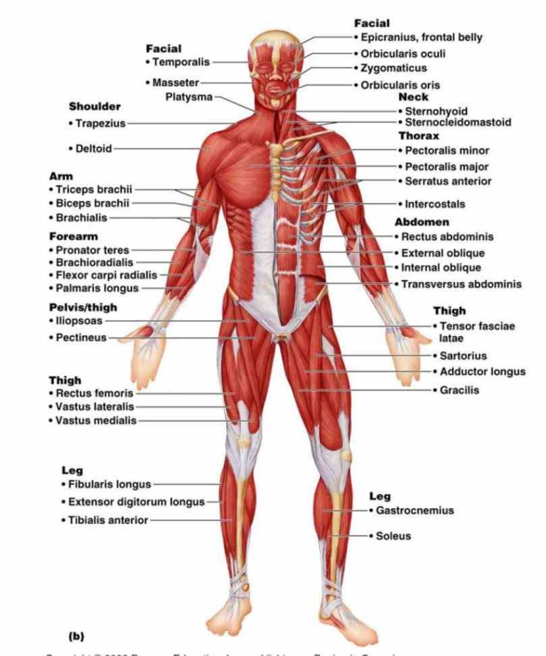 to allow movements at a Labeled Body Muscle Diagram website to