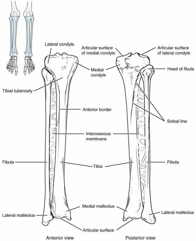 together to produce  the Anatomy The Bones Of The Lower Limb hip bone connects trunk to lower limb by