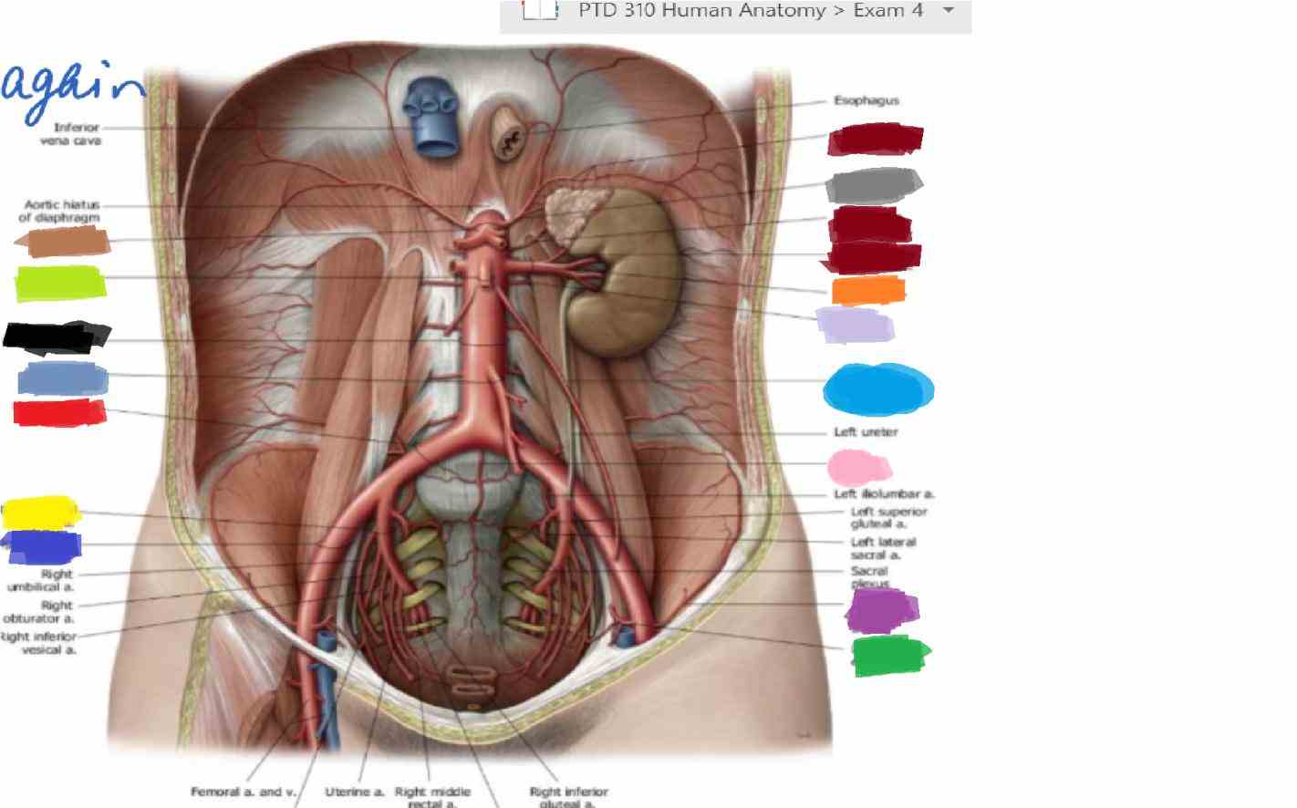 towards axillary lymph nodes those below  lymph Abdominal Wall Lymph Nodes nodes are particularly numerous in the neck mediastinum