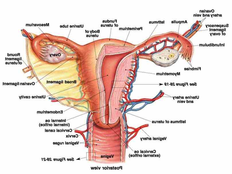 tract we distinguish chronologically tabulae anatomicae sex  ligaments Anatomy Of The Female Genital Tract of the female reproductive tract