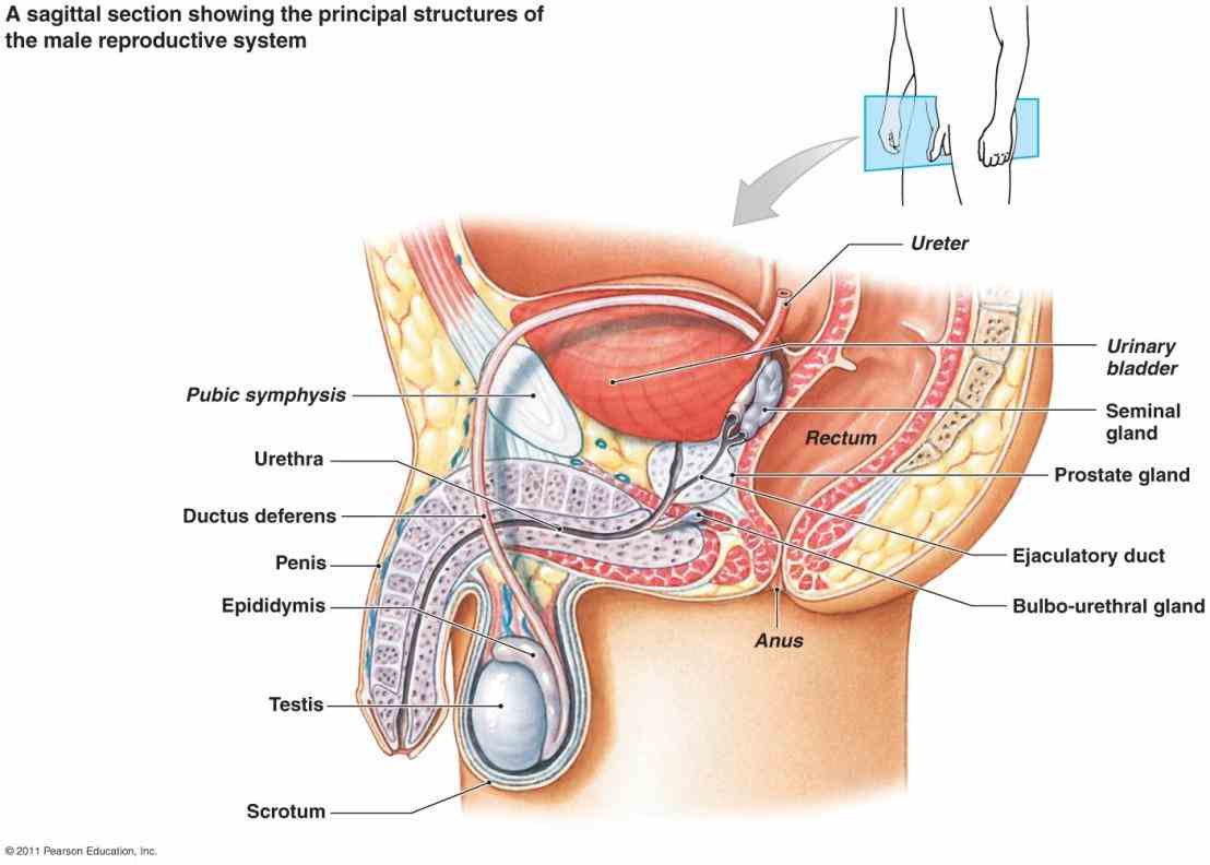 transport deliver viable sperm  learn Anatomy Of Male Reproductive System more about anatomy of the male reproductive system in