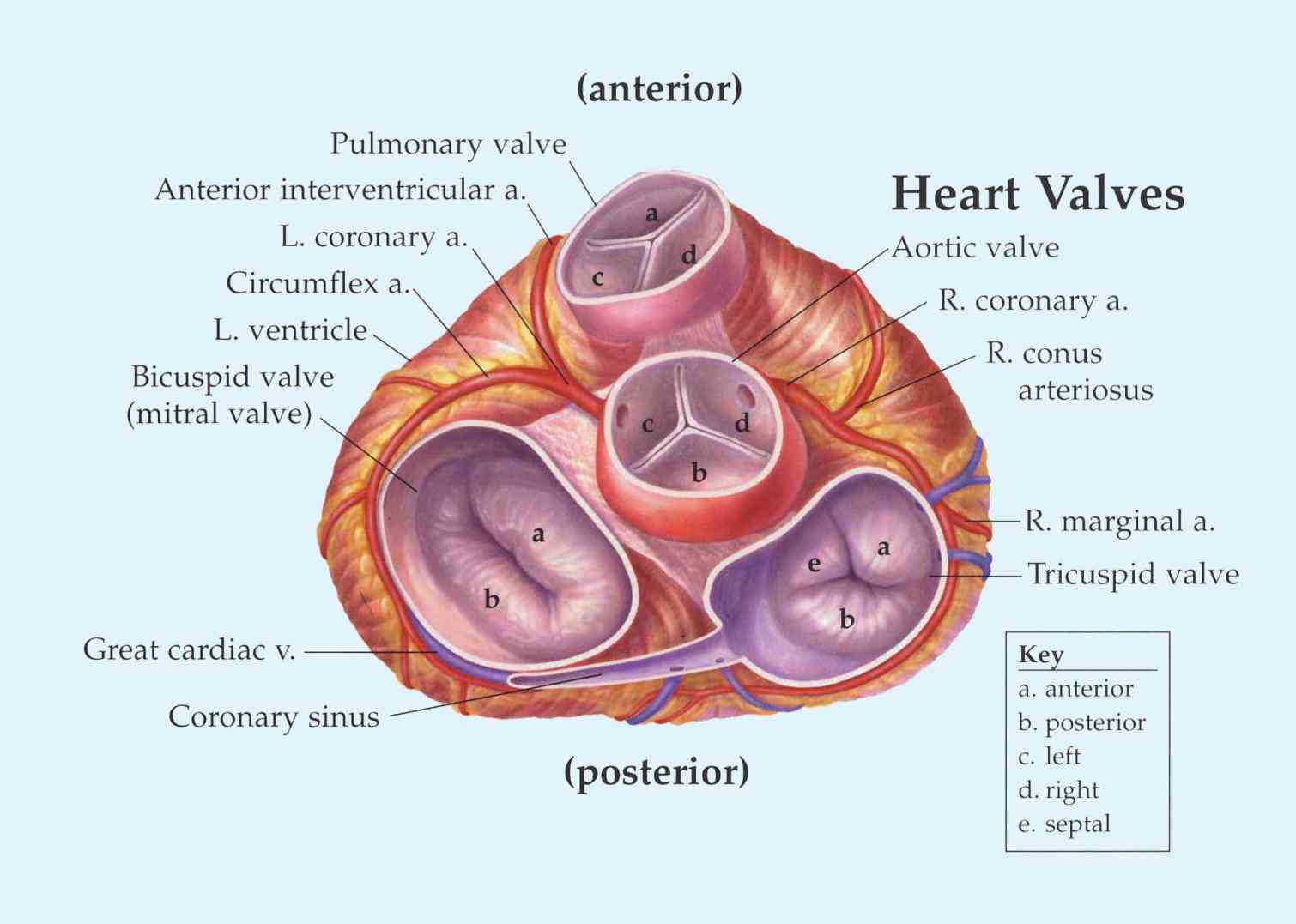 upper and ventricles lower there is a valve through which  anatomical Anatomy Of The Valves In The Heart terminology