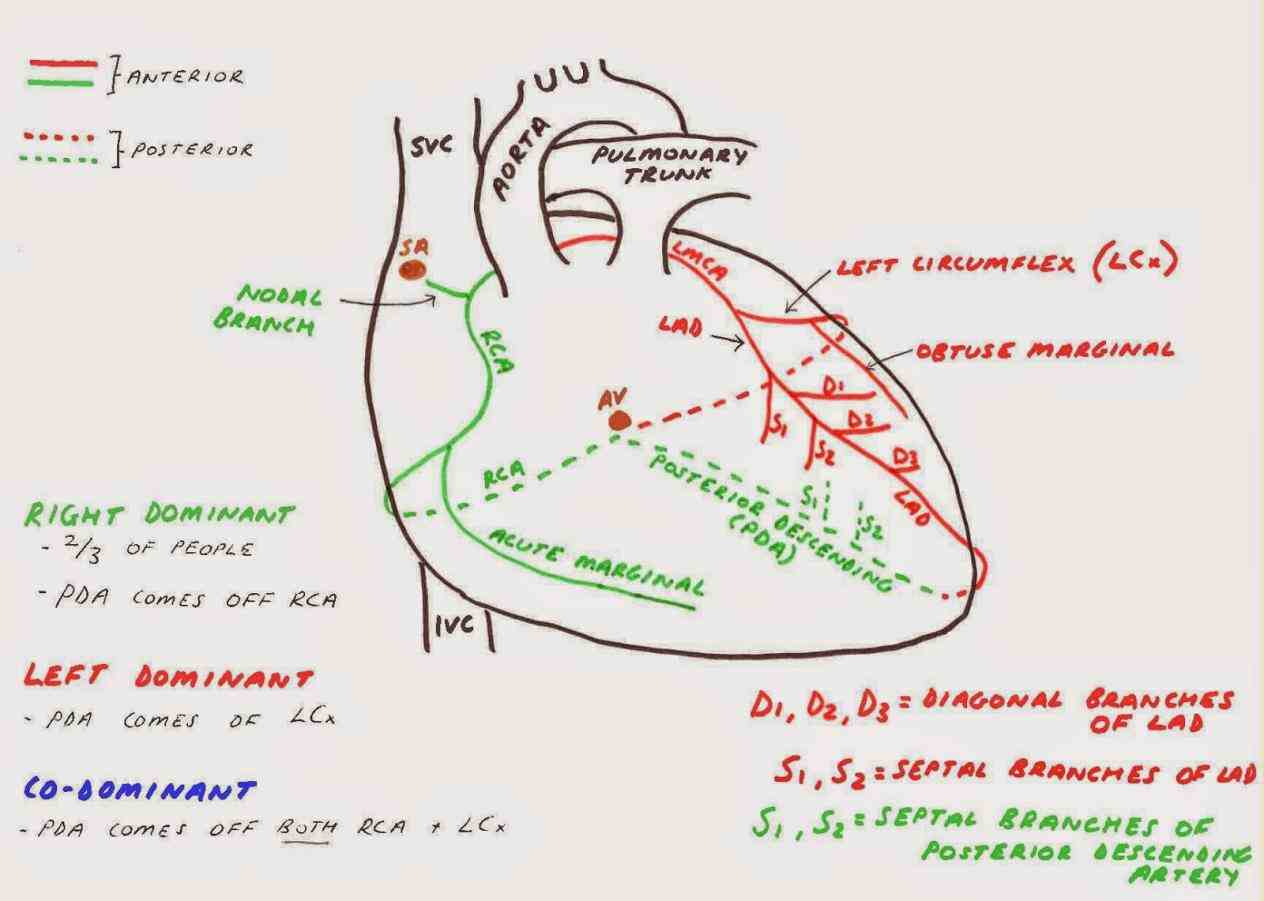 vessels heart muscle schematic diagram arteries and veins two originate from left side at beginning root aorta  coronary Arteries