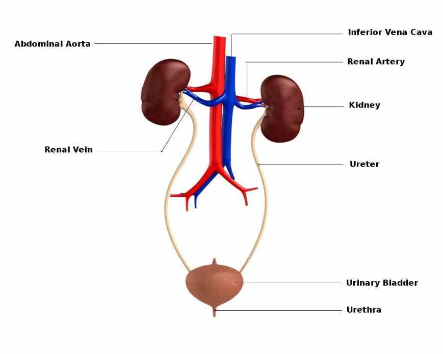 wastes and excess water in form  learn Anatomy The Organs In The Urinary System about urinary system anatomy using