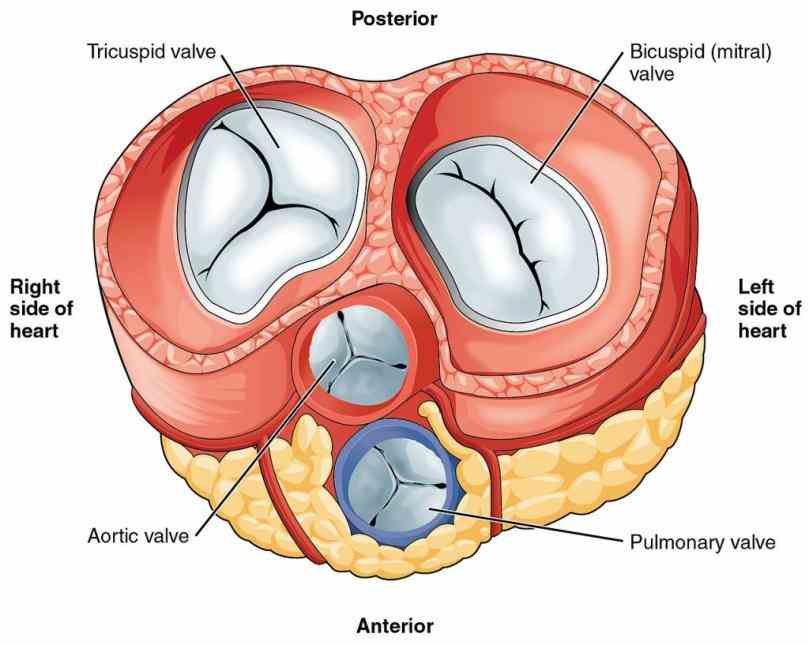 what Anatomy Of The Valves In The Heart are heart valves the consists of four chambers two atria
