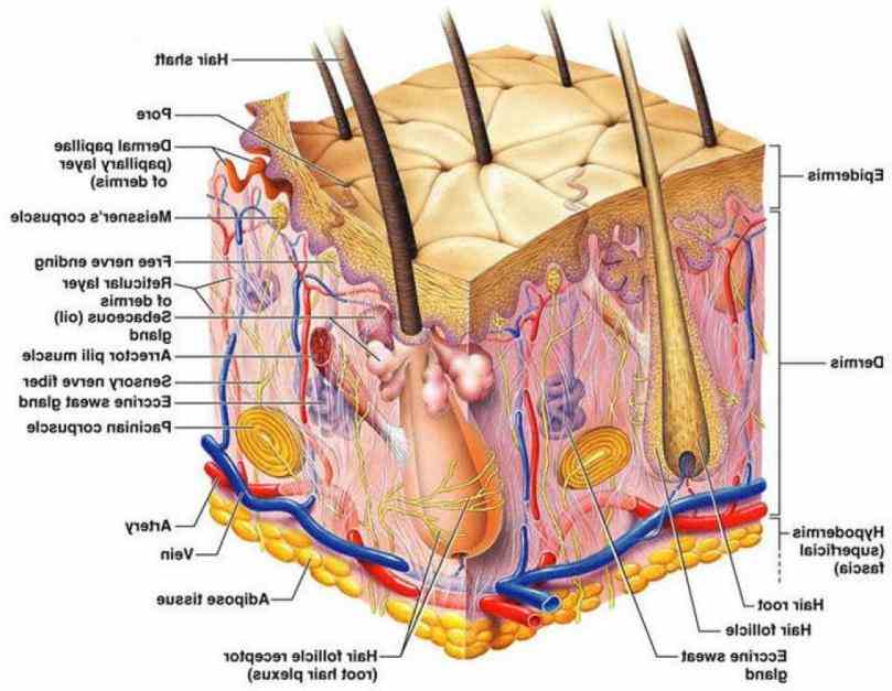 wide webtemplatetagbannerlabelpageillustration  skin Pictures Of The Integumentary System Labeled nails and hair are the major human integumentary system parts