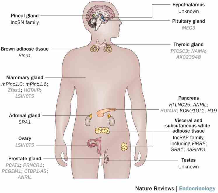with flashcards games and more — free de Endocrine System Organs And Their Functions mar the endocrine system gets