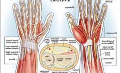 Anatomy Of The Wrist Joint | MedicineBTG.com