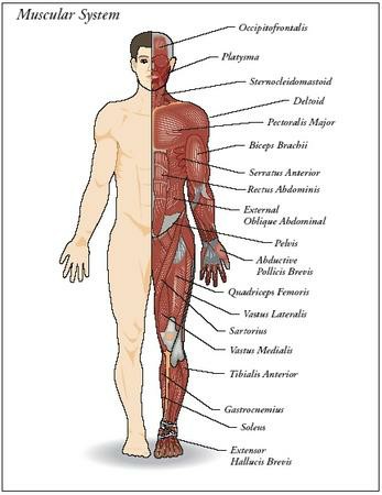 Muscular System Body Parts Pictures Wallpapers