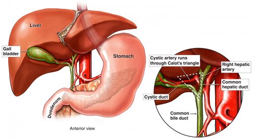 Symptoms Liver Damage Healthy Liver And Cancer Pictures Wallpapers