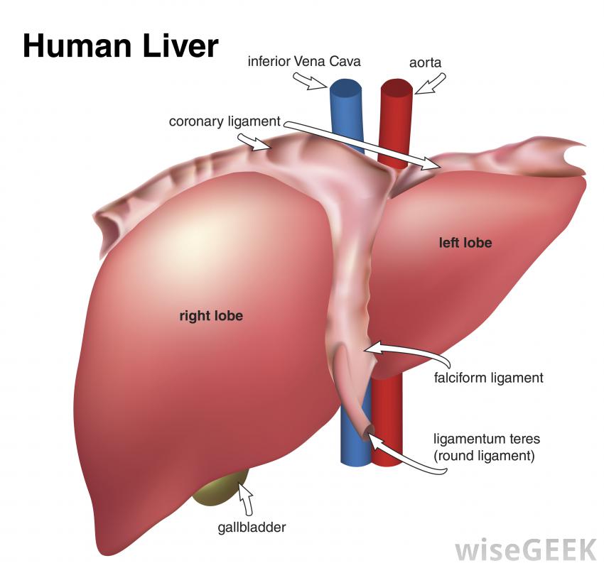 What Are The Symptoms Of Liver Pictures Wallpapers