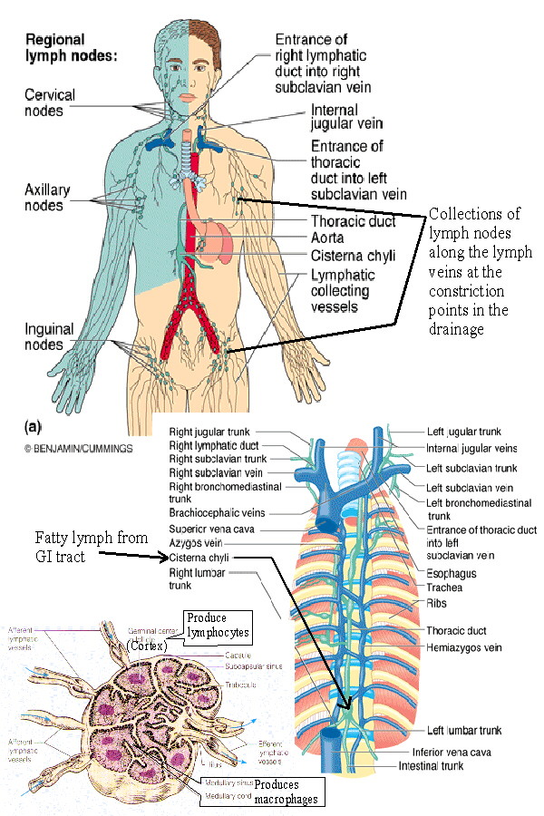 Location And Pictures Of Different Organs In The Abdomen Pictures Wallpapers Location And Pictures Of Different Organs In The Abdomen Pictures Wallpapers