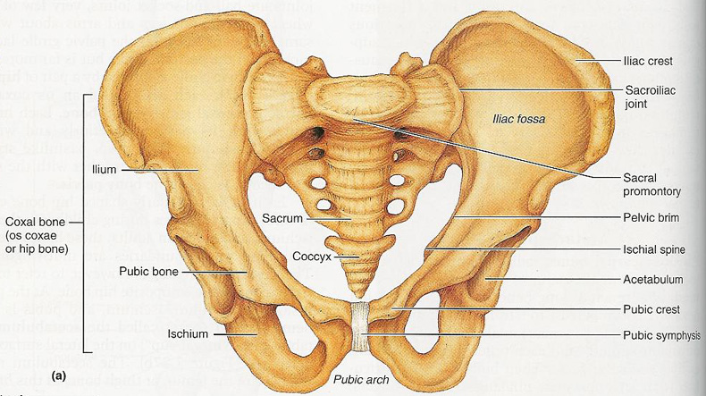 Symptoms Of Liver Cirrhosis Healthy Liver And Cancer Pictures Wallpapers