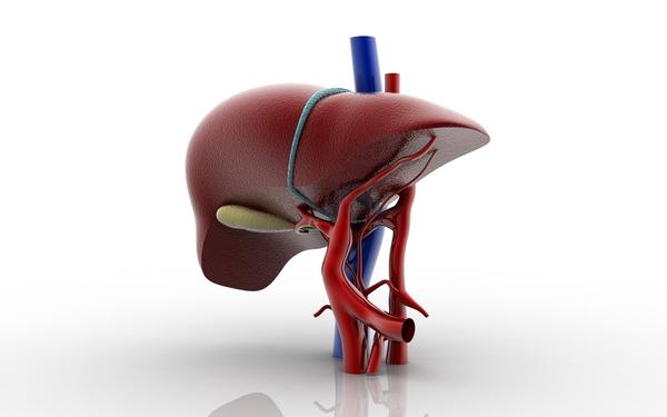 Symptoms Of Liver Damage From Alcohol You Can Stop Drinking Now Pictures Wallpapers
