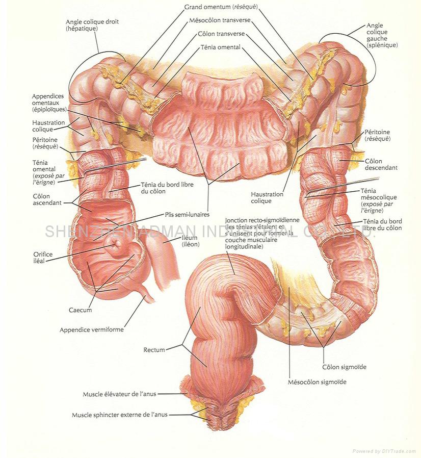 Muscular Diagram Of Human Body Pictures Wallpapers